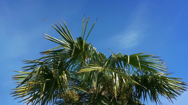 Tropical Palm Tree In Strong Winds