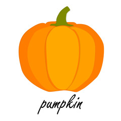 pumpkin art illustration 