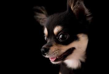 black hair chihuahua dog studio portrait on black background