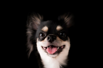 black hair chihuahua dog studio portrait on black background