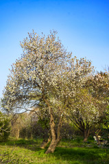 tree in spring