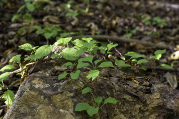 young plant on stone