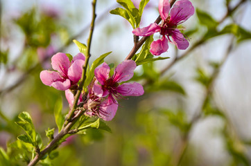blooming apple tree