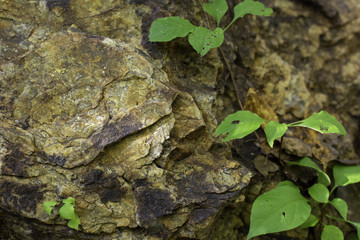 young plant on stone