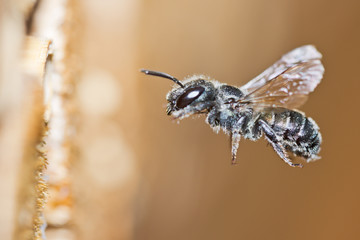 Blue Mason Bee (Osmia caerulescens) in flight approaches its cavity nest in an insect hotel.