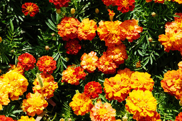 flower background orange marigolds vividly bright blossoming flush floral plant on flowerbed in the garden