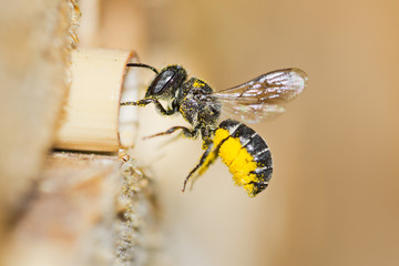 Solitary resin bee (Heriades crenulatus) approaches an insect hotel to bring yellow pollen of aster...