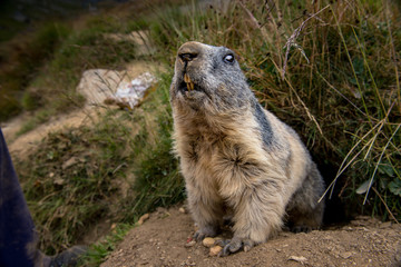 portrait of marmot in the swiss alps