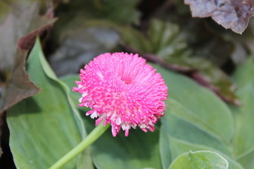 Fototapeta premium pink flower in the garden