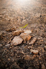 Ground, ground, brown background Organic farming close to nature, the texture of the mud environment on the ground that can grow crops. Agricultural The Farmer's Farmer