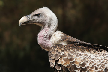Vulture