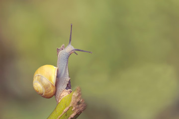 Snail on branch