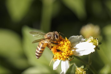 Bees on white flowers have yellow stamens.