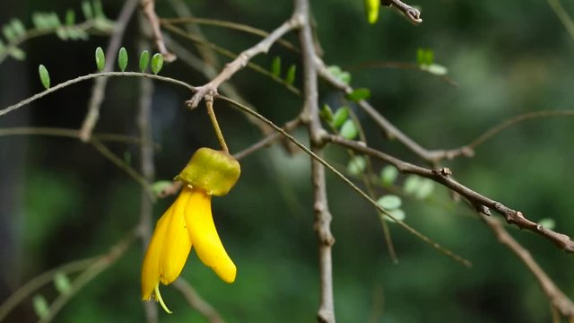 Single yellow flower hanging from a tree.