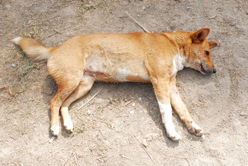 土の上で転げ回った後、手足を投げ出して寝ているタイの野良犬