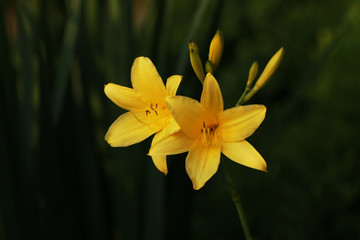 Yellow flower