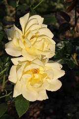 yellow rose in the garden
