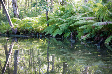 Still life of water and forest in Denmark