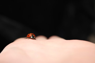 ladybird on finger