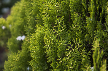 Fototapeta premium Green hedge of thuja trees. Green hedge of the tui tree. Nature, background.