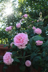pink flowers in the garden