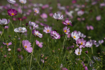 Cosmos in field