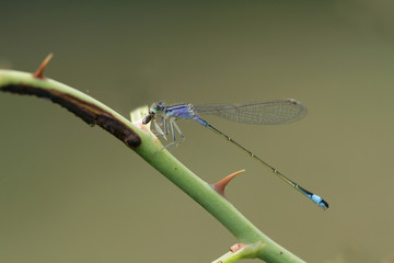 Dragonfly