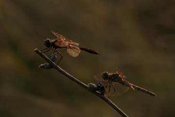 Dragonfly