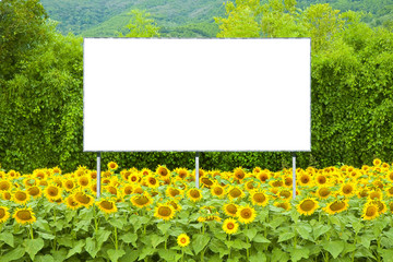 Blank advertising billboard immersed immersed in a field of sunflowers - concept image with copy space