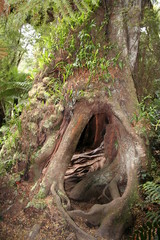 Walk through the Otway rainforest, Cape Otway, Victoria, Australia