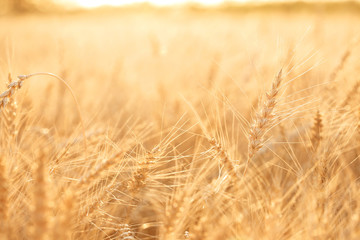 Wheat field. Ears of golden wheat close up. Rural Scenery under Shining sunset. close-up