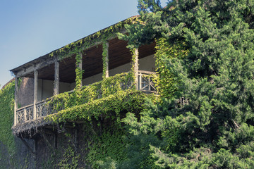 Wooden Balcony entwined with green wild grapes