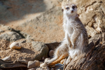 Fototapeta premium Meerkat sitting among the rocks and sand