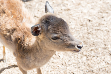 Fototapeta premium Little deer close-up at the zoo. Life in captivity.