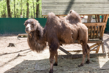 The Bactrian camel eating, Camelus bactrianus, large, even-toed ungulate native to the steppes of...