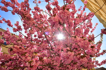 Japanese cherry Premyslovska street Prague