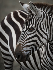 Fototapeta na wymiar Zebra Portrait