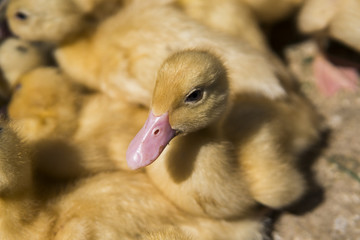 Yellow duck in a box from metal net for sale on a fair. Incubator ducklings for sale. Agriculture. Farming.
