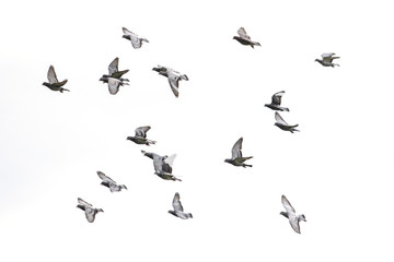 flock of speed racing pigeon flying against white sky background © stockphoto mania