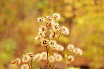 yellow flowers on a green background