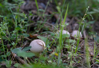 Young mushrooms raincoats have grown in the grass in the summer.