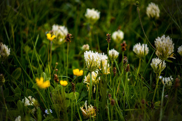 White clover flowers blossomed in the summer.