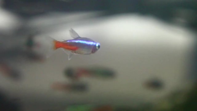 Neon tetra fishes swimming in crystal clear water aquarium