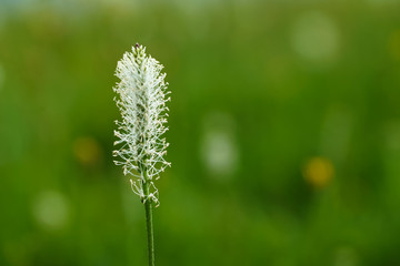 White plantain flower bloomed in the summer.