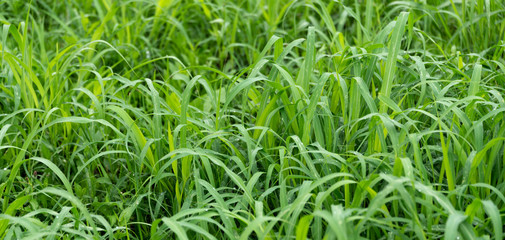 Dense thickets of green grass grew in the summer.
