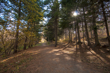 Fototapeta premium road in an autumn forest with pine trees