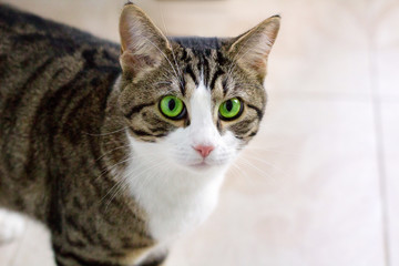 Naklejka na ściany i meble Pet cat with green eyes watches cautiously and intently