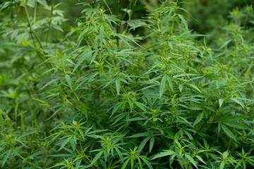 The leaves of marijuana delight the eye with greenery in the summer.