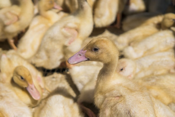 Yellow duck in a box from metal net for sale on a fair. Incubator ducklings for sale. Agriculture. Farming.