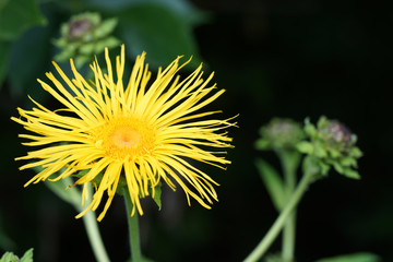 The yellow flowers of the eleventh rose in the summer.